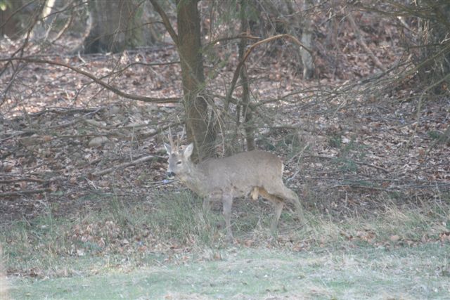 Il Capriolo